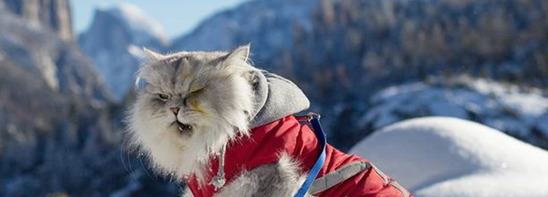 Gandalf the Cat Goes on Epic Adventures That Will Inspire You to Travel